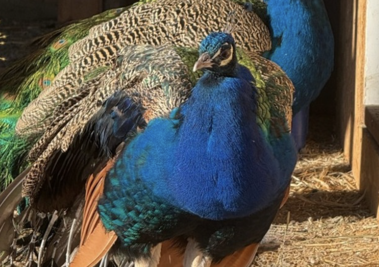 A peacock with its feathers down.