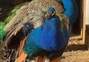 A peacock with its feathers down.