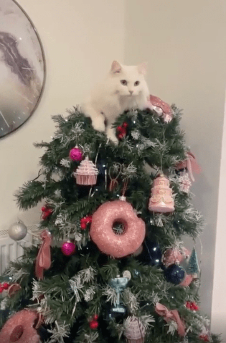 TRENDING NOW: Cats vs. Christmas | iNFOnews.ca
