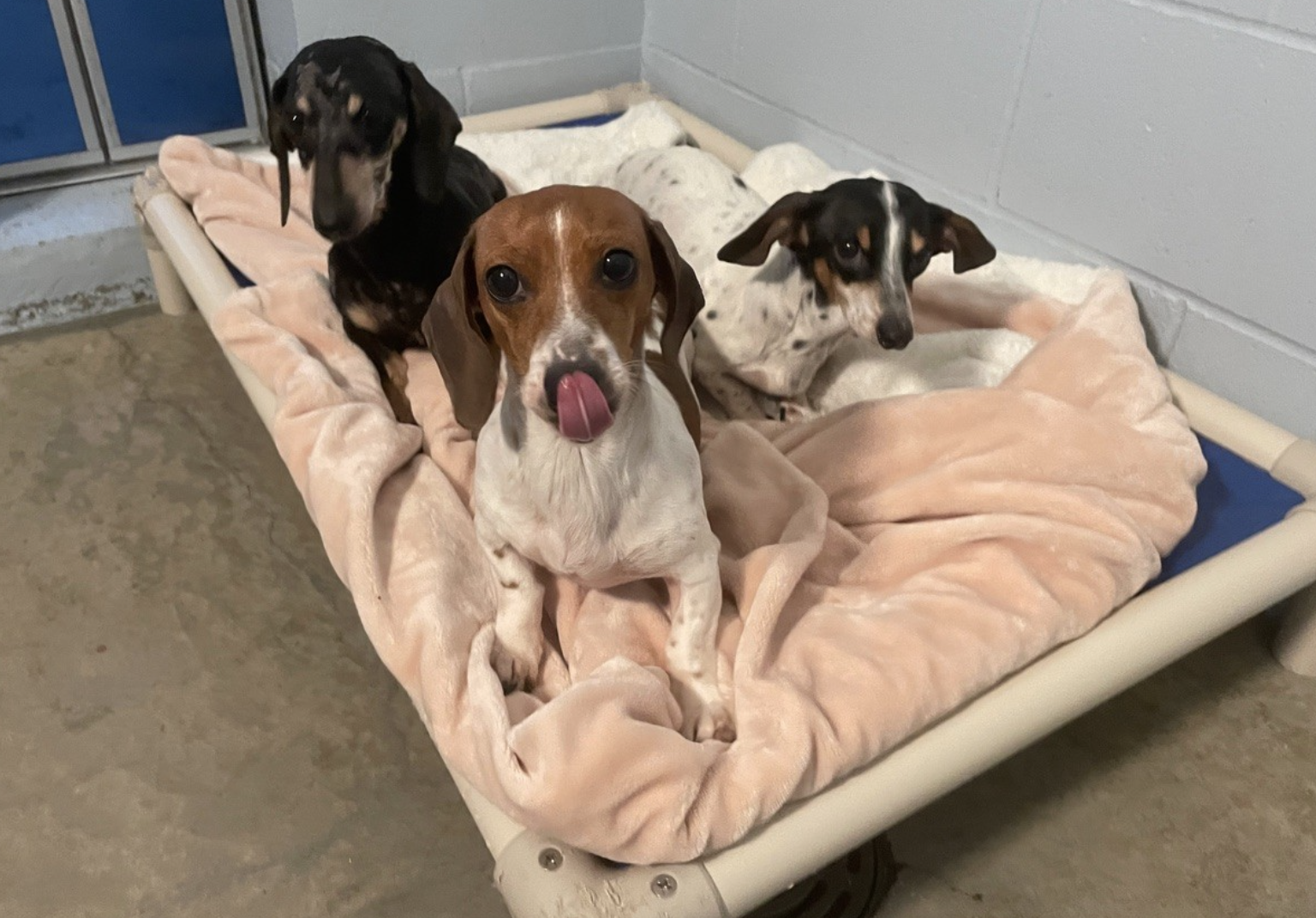 Three cute wiener dogs on a bed with a blanket.