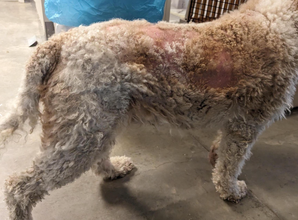 Clearwater breeder with 59 dogs pleads guilty to animal cruelty | iNFOnews.ca Clearwater breeder with 59 dogs pleads guilty to animal cruelty | iNFOnews.ca