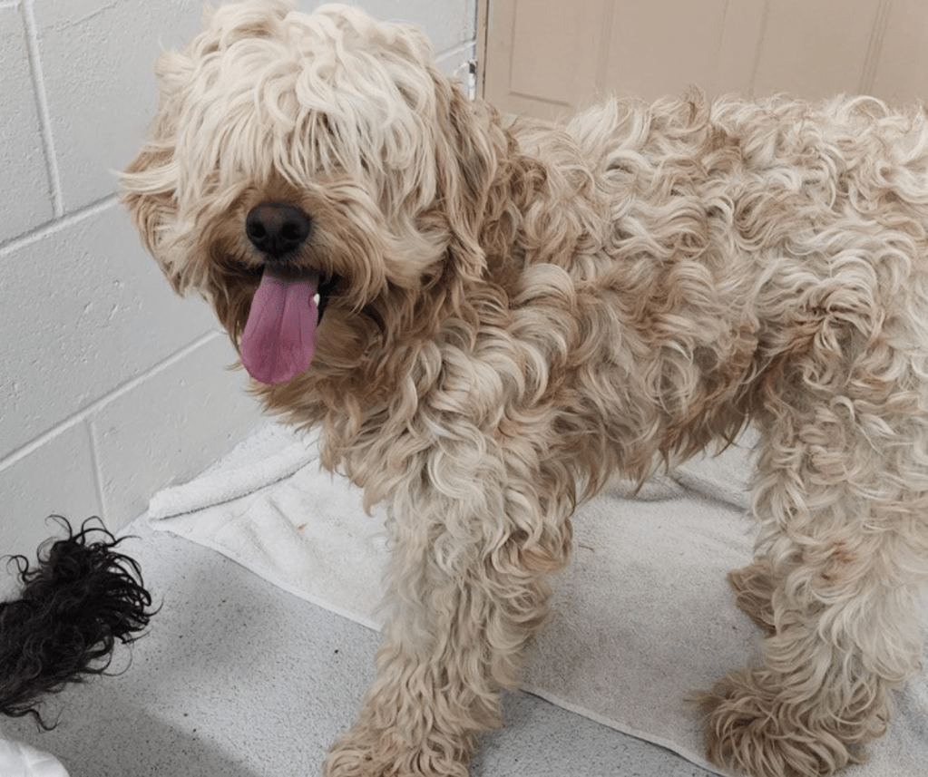 Clearwater breeder with 59 dogs pleads guilty to animal cruelty | iNFOnews.ca Clearwater breeder with 59 dogs pleads guilty to animal cruelty | iNFOnews.ca