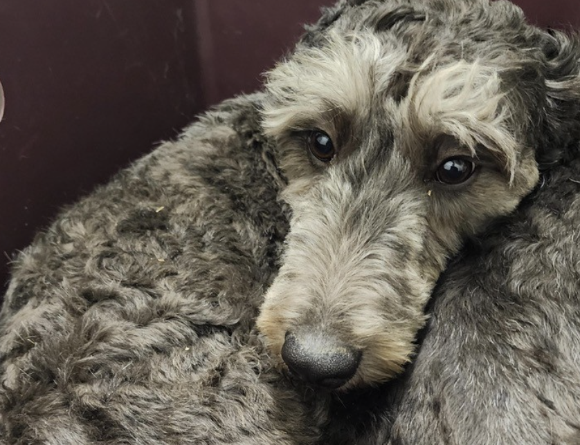 Clearwater breeder with 59 dogs pleads guilty to animal cruelty | iNFOnews.ca Clearwater breeder with 59 dogs pleads guilty to animal cruelty | iNFOnews.ca