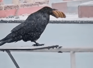 A crow eating a ton of crackers.