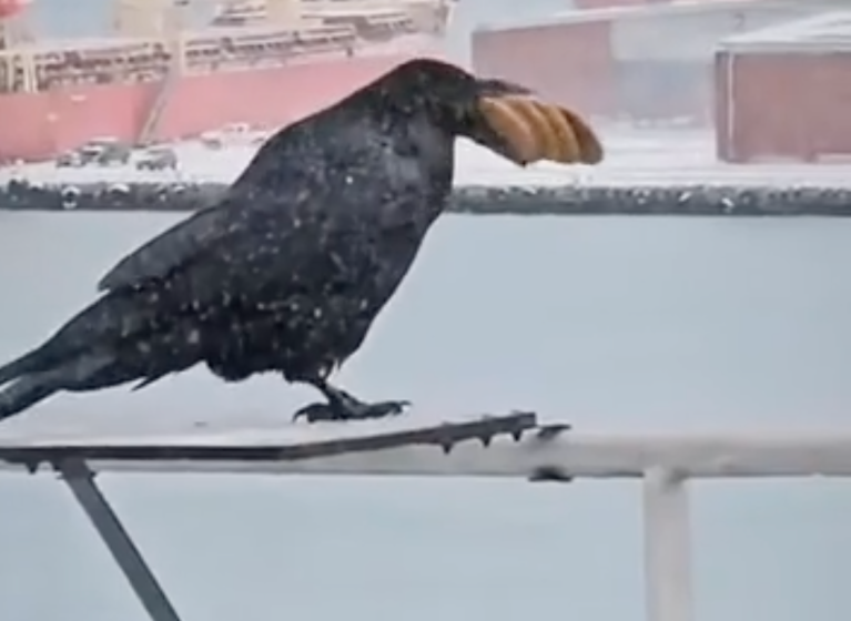 A crow eating a ton of crackers.