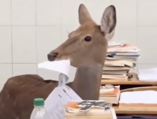 TRENDING NOW: Your teacher isn't going to believe this one | iNFOnews.ca