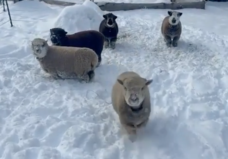 TRENDING NOW: Sheep making the most out of winter | iNFOnews.ca