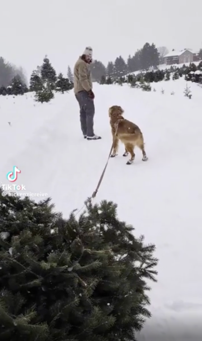 TRENDING NOW: Runaway Christmas tree | iNFOnews.ca