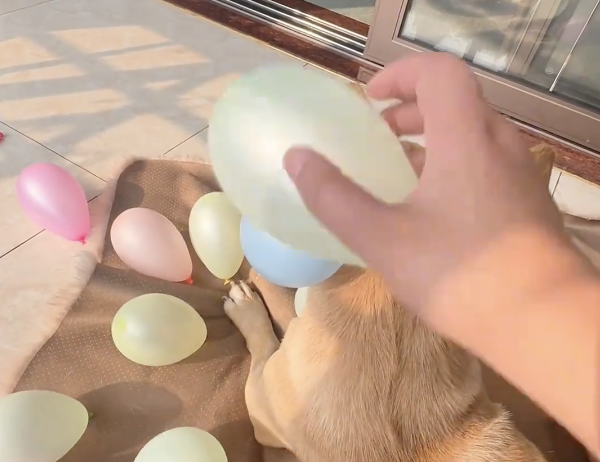 TRENDING NOW: How many balloons can you stick to a dog? | iNFOnews.ca