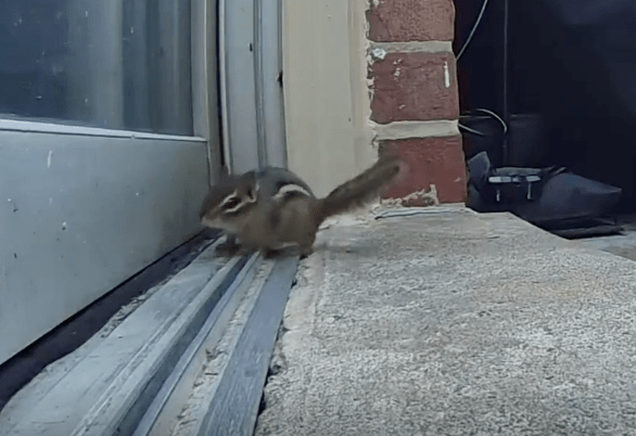 TRENDING NOW: Sassy chipmunk demands more seeds | iNFOnews.ca