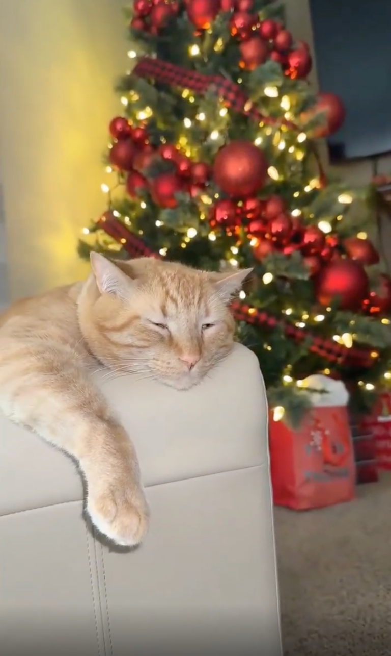 TRENDING NOW: Cats and Christmas don't always mix | iNFOnews.ca