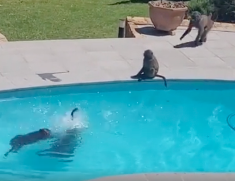 TRENDING NOW: You've heard of monkeys jumping on the bed | iNFOnews.ca