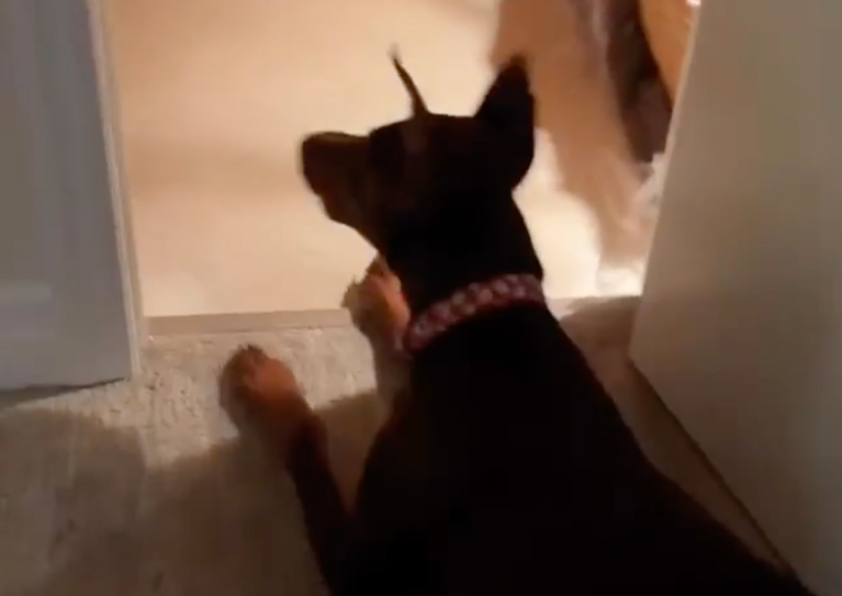 TRENDING NOW: Unlikely siblings love to play fight | iNFOnews.ca