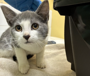 An adorable white and grey cat looking at the camera.