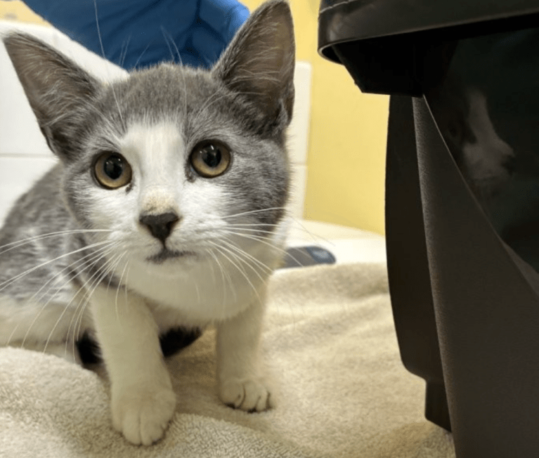 An adorable white and grey cat looking at the camera.