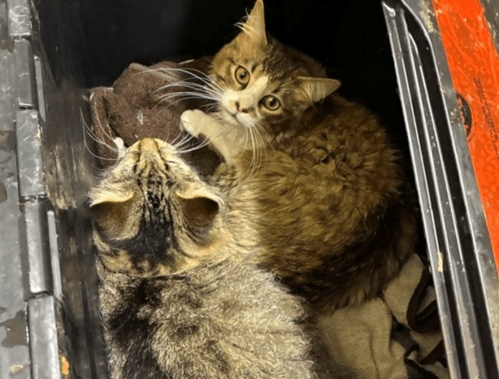 BC SPCA top rescues of 2025: Otters, kittens and a golden retriever given new lives | iNFOnews.ca