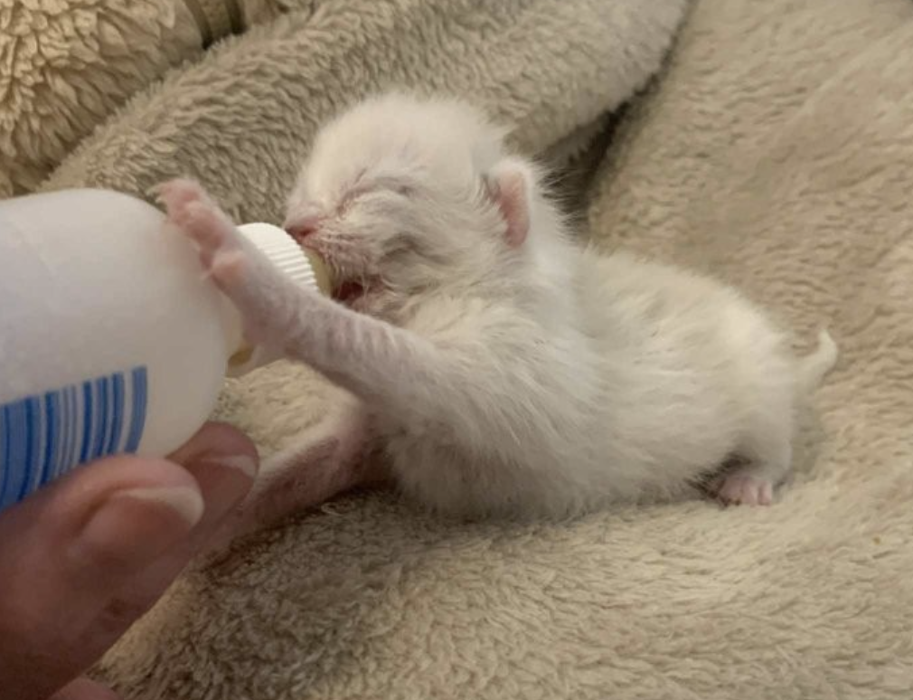 BC SPCA top rescues of 2025: Otters, kittens and a golden retriever given new lives | iNFOnews.ca