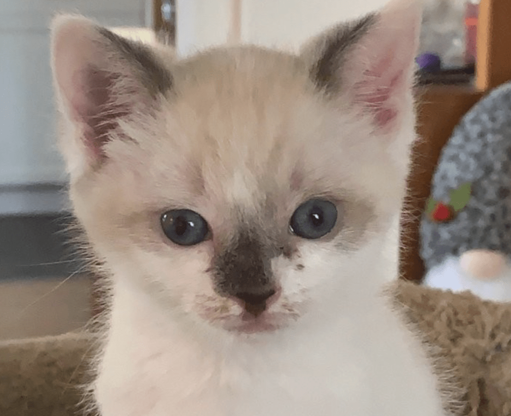 BC SPCA top rescues of 2025: Otters, kittens and a golden retriever given new lives | iNFOnews.ca