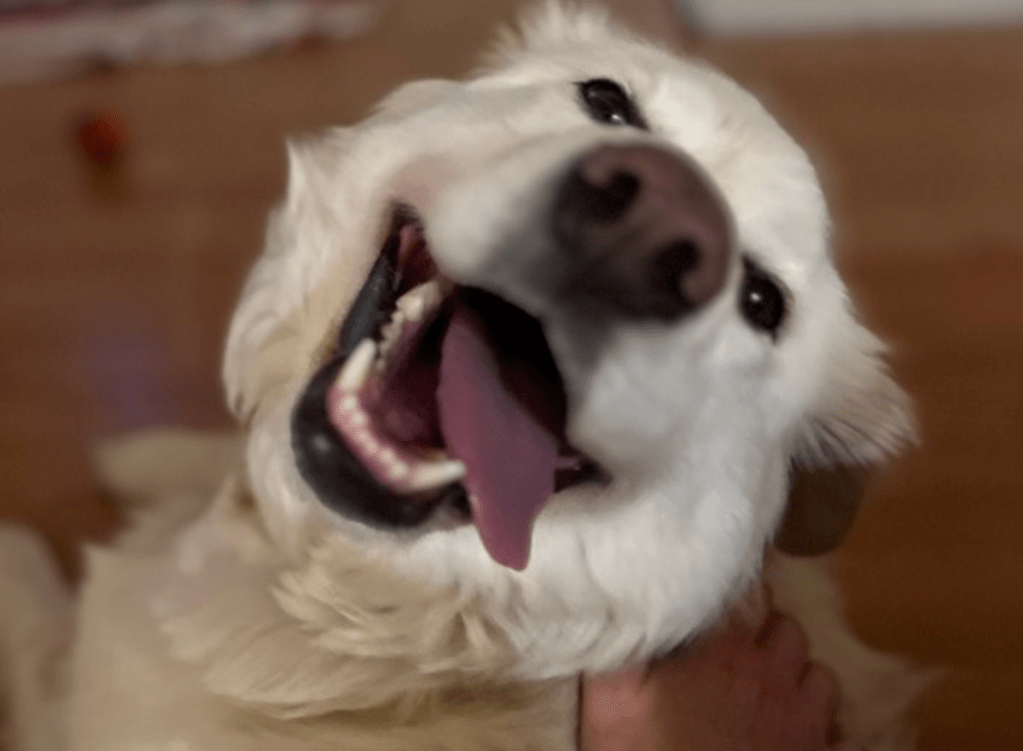 BC SPCA top rescues of 2025: Otters, kittens and a golden retriever given new lives | iNFOnews.ca