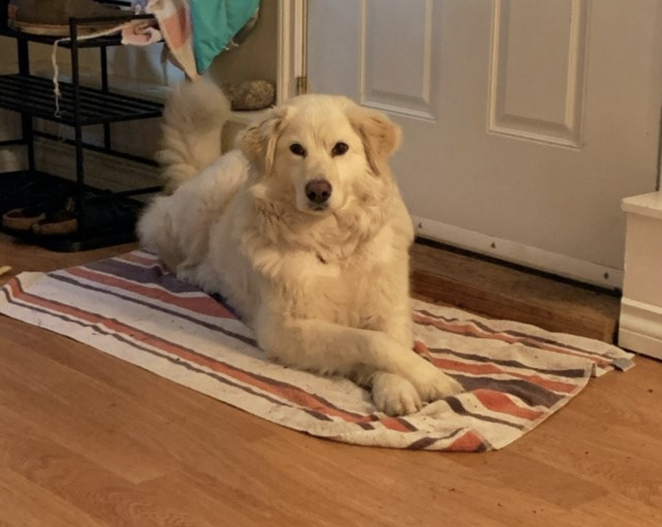 BC SPCA top rescues of 2025: Otters, kittens and a golden retriever given new lives | iNFOnews.ca