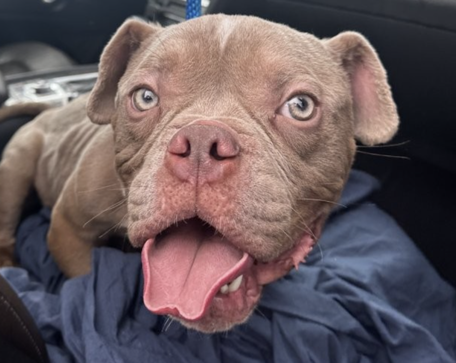 BC SPCA top rescues of 2025: Otters, kittens and a golden retriever given new lives | iNFOnews.ca