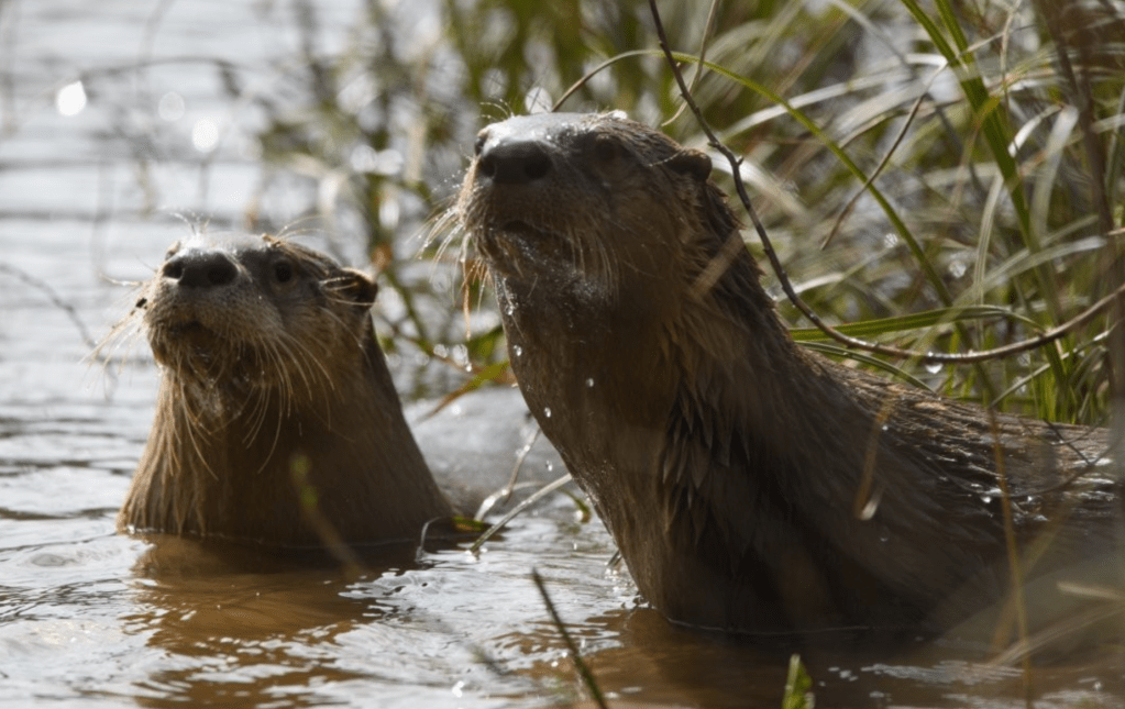 BC SPCA top rescues of 2025: Otters, kittens and a golden retriever given new lives | iNFOnews.ca