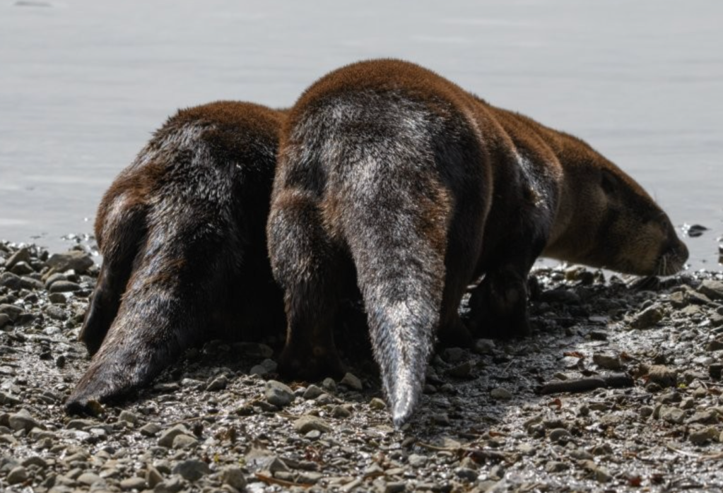 BC SPCA top rescues of 2025: Otters, kittens and a golden retriever given new lives | iNFOnews.ca
