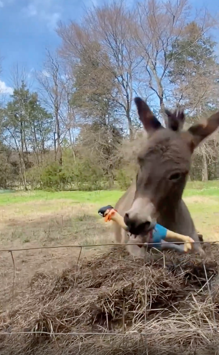 TRENDING NOW: Donkey loves new squeaky toy | iNFOnews.ca
