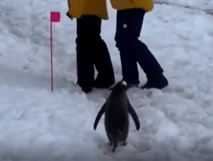 TRENDING NOW: A polite and patient penguin | iNFOnews.ca
