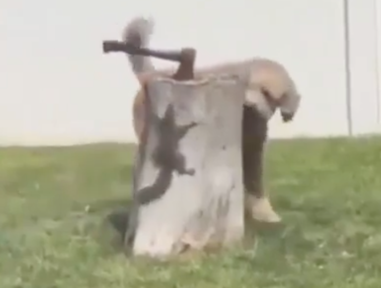 TRENDING NOW: Real life 'Looney Tunes' moment | iNFOnews.ca