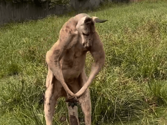TRENDING NOW: Kangaroo hit the gym | iNFOnews.ca