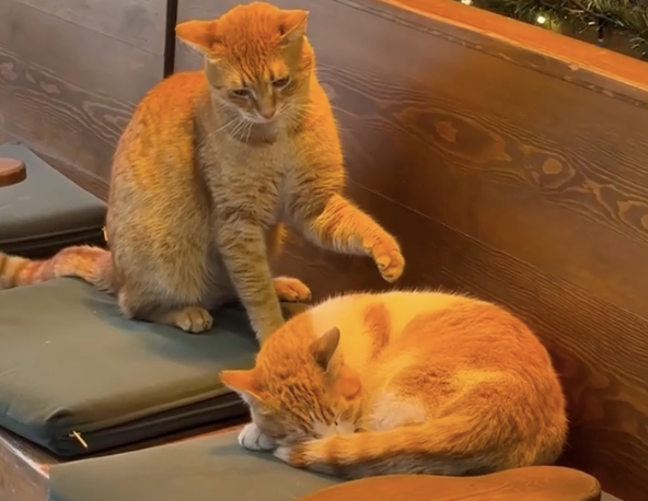 TRENDING NOW: Don't wake this cat up | iNFOnews.ca