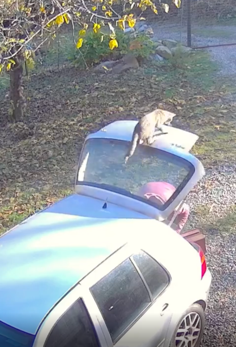 TRENDING NOW: The consequences of angering a cat | iNFOnews.ca