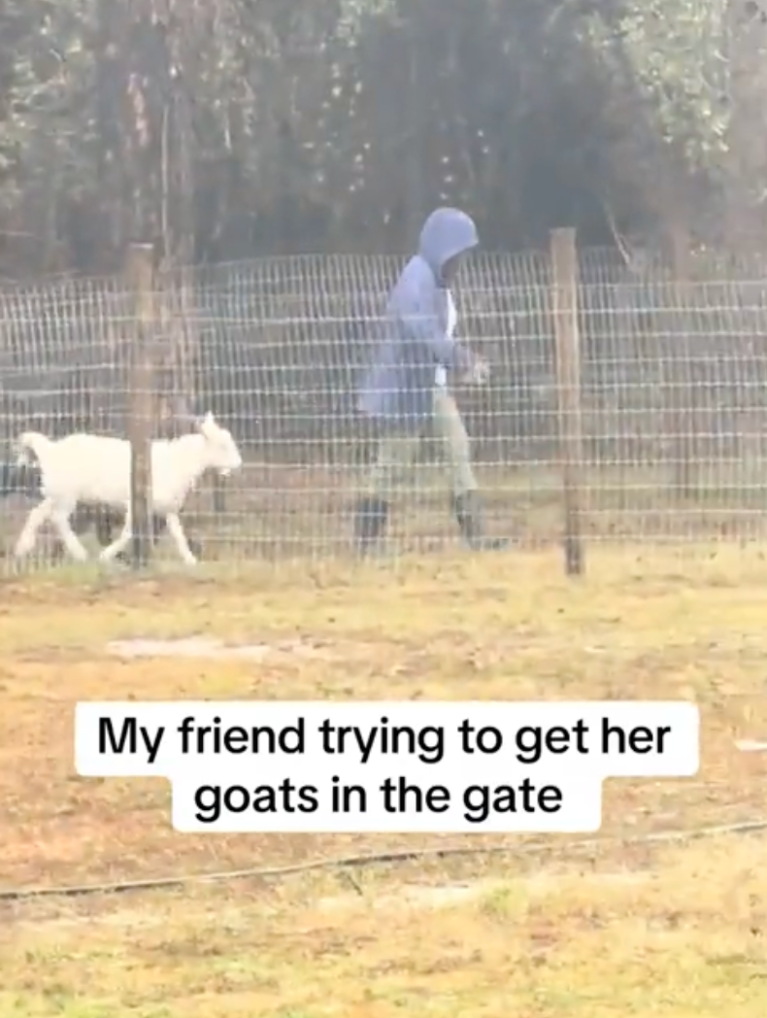 TRENDING NOW: Uncooperative goats prove challenging | iNFOnews.ca