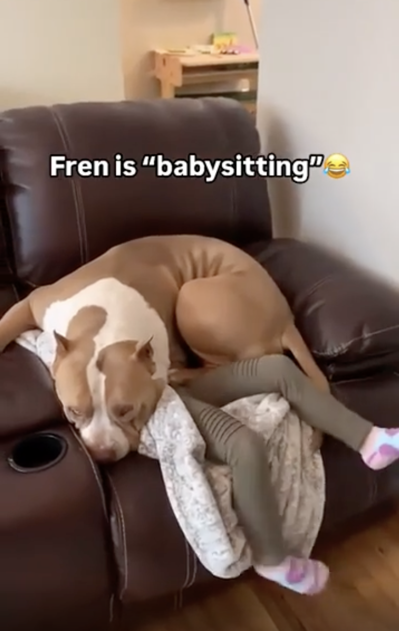 TRENDING NOW: Dog is 'babysitting' | iNFOnews.ca