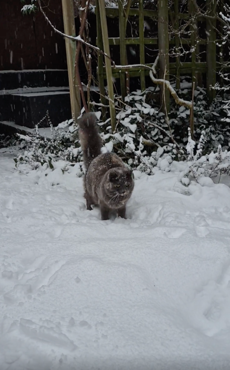 TRENDING NOW: Cat loves catching snowballs | iNFOnews.ca