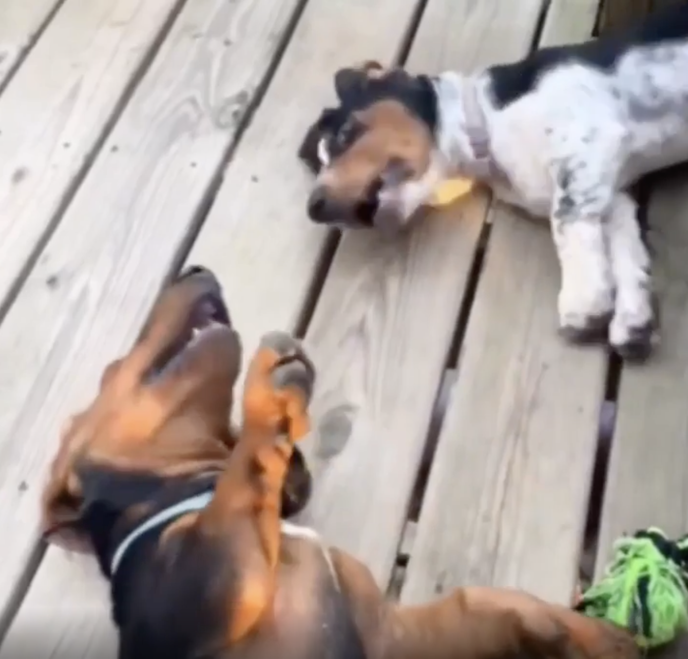 TRENDING NOW: Laziest dog fight ever | iNFOnews.ca