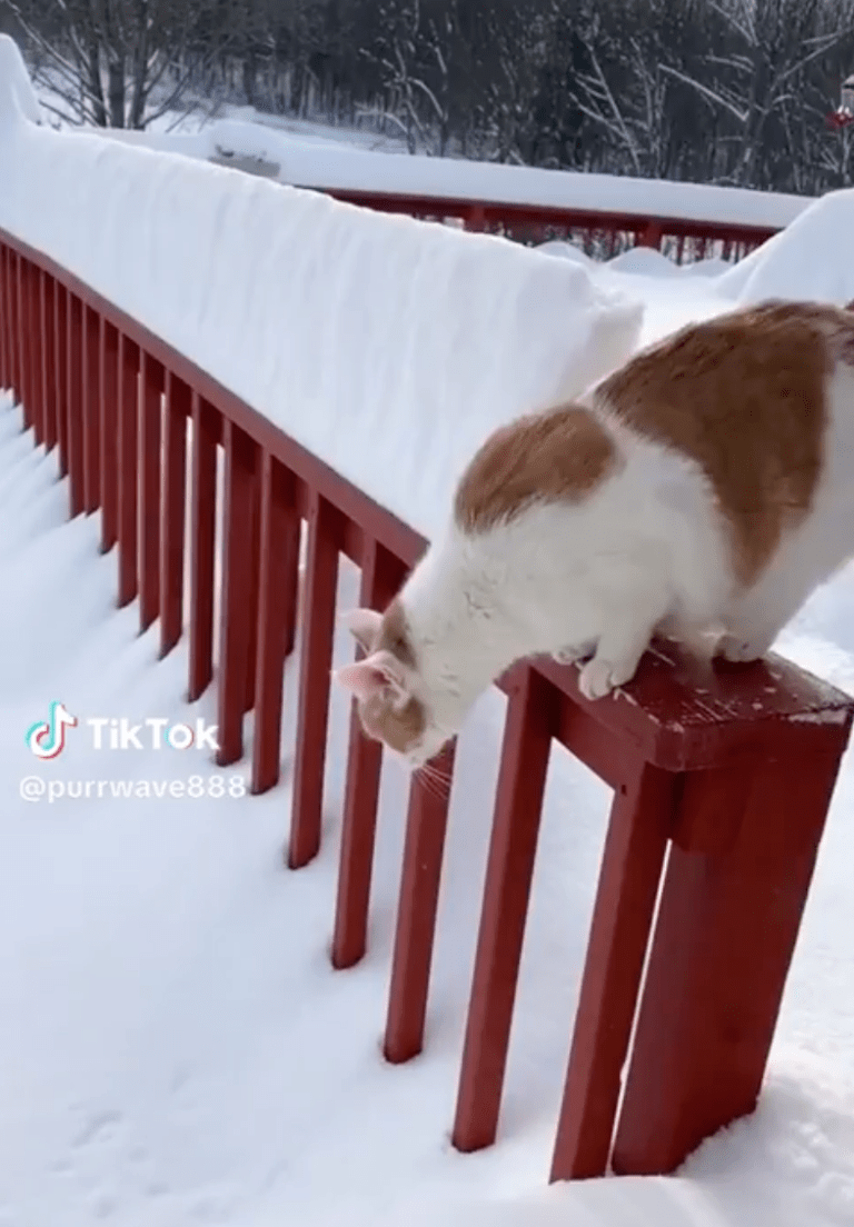 TRENDING NOW: Cats vs. snow | iNFOnews.ca