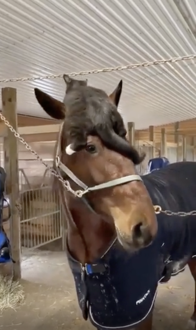 TRENDING NOW: A horse with a cat for a hat | iNFOnews.ca