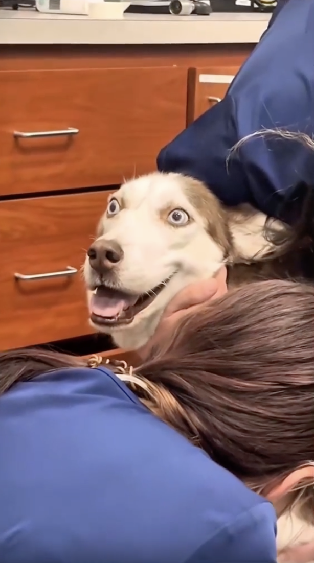 TRENDING NOW: Dogs vs. veterinarians | iNFOnews.ca