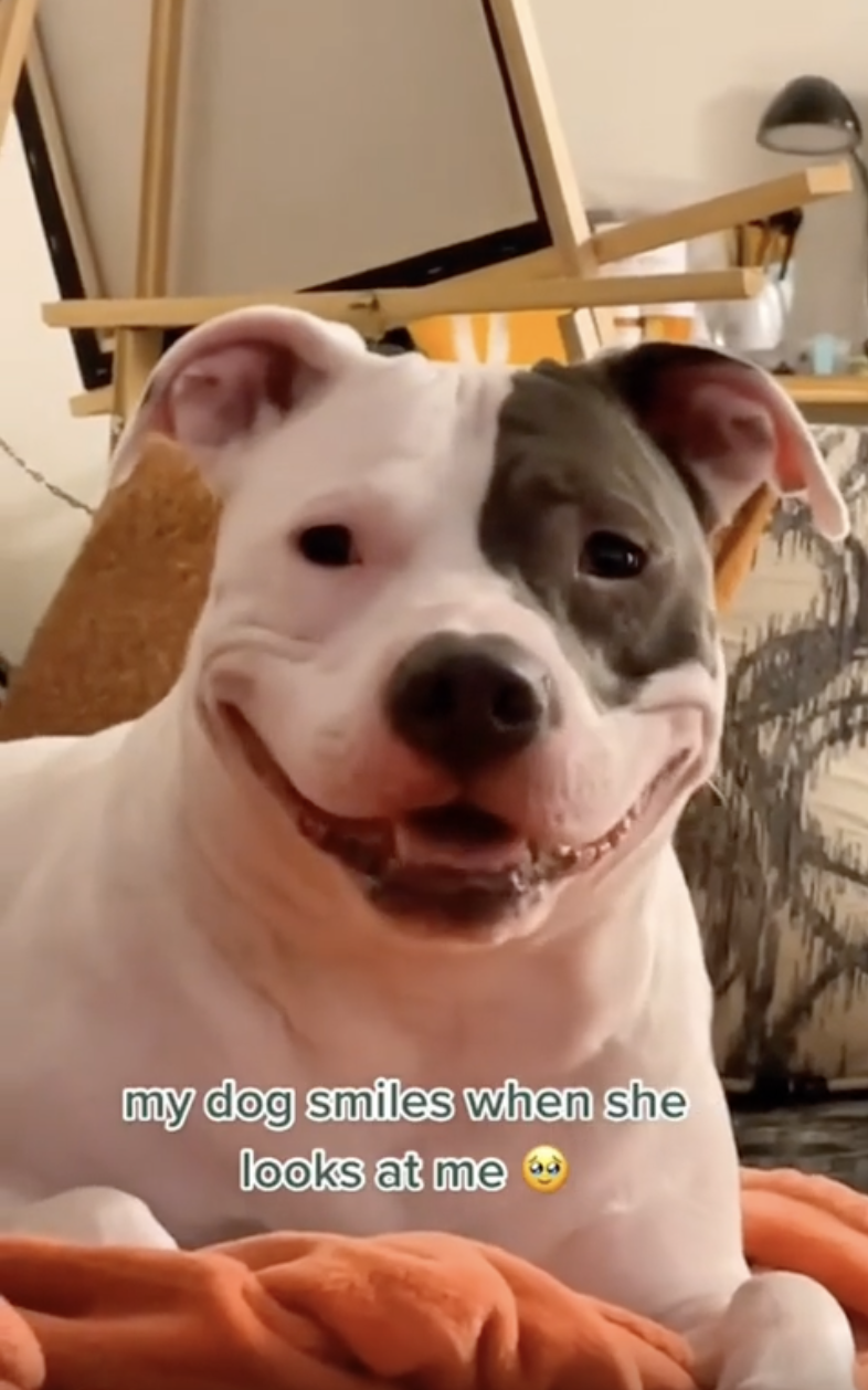 TRENDING NOW: Dogs smiling for the camera | iNFOnews.ca