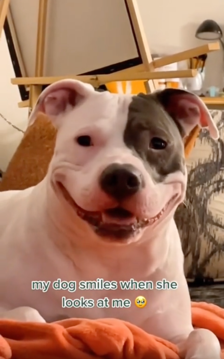 TRENDING NOW: Dogs smiling for the camera | iNFOnews.ca