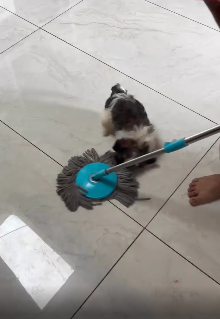 TRENDING NOW: Puppy vs. mop | iNFOnews.ca