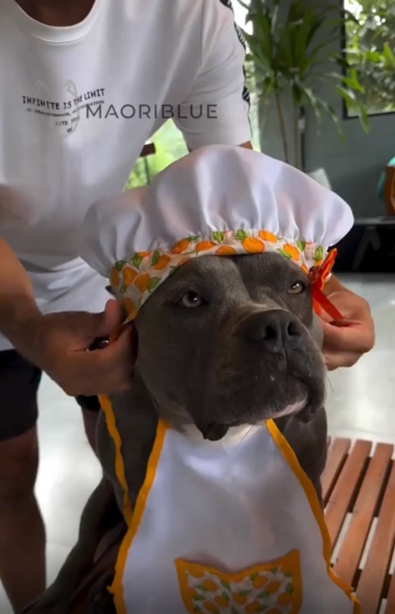 TRENDING NOW: Good boy is a chef's assistant | iNFOnews.ca