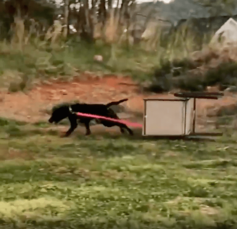 TRENDING NOW: This dog can't be caught | iNFOnews.ca