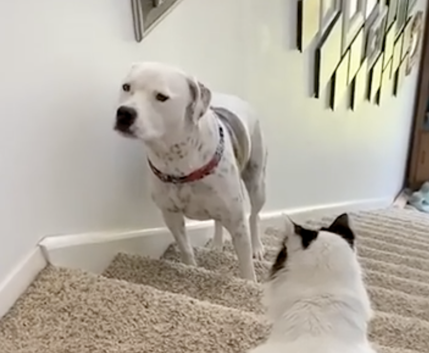 TRENDING NOW: A dog with the proper amount of respect for the cat | iNFOnews.ca