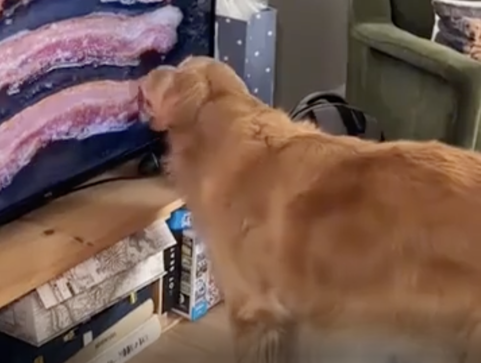 TRENDING NOW: Dog licks bacon frying on TV | iNFOnews.ca