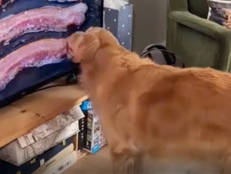 TRENDING NOW: Dog licks bacon frying on TV | iNFOnews.ca