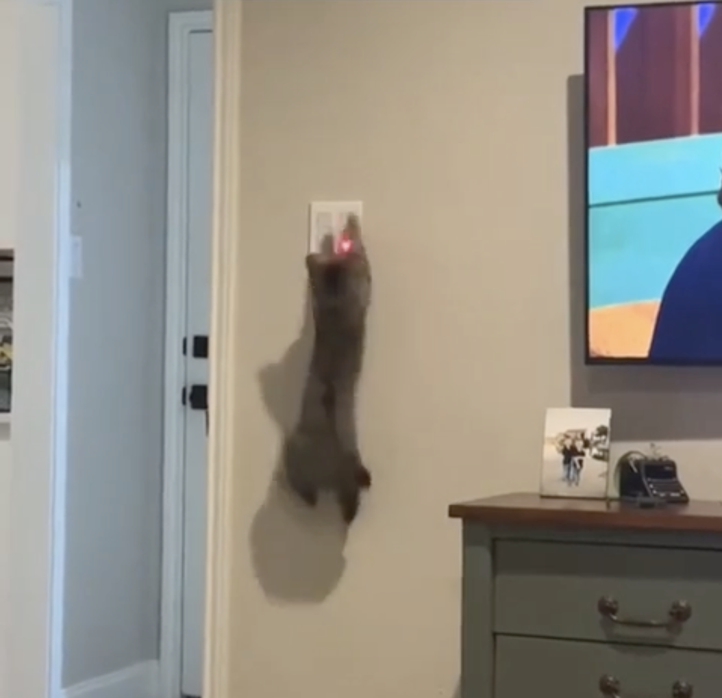 TRENDING NOW: Proof a cat can be trained | iNFOnews.ca