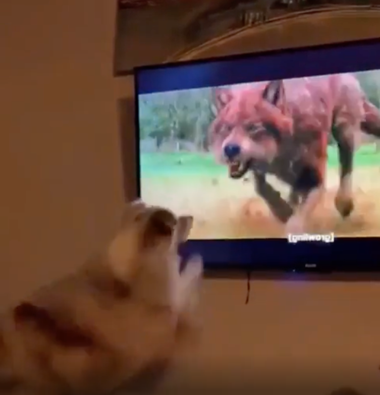 TRENDING NOW: Dogs vs. TVs | iNFOnews.ca